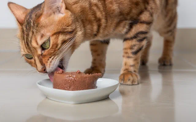 Tổng hợp 5 thức ăn ướt cho mèo phổ biến nhất!