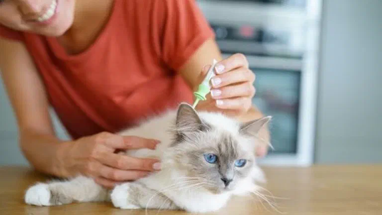Người phụ nữ nhỏ thuốc từ ống pipet lên vùng gáy của một bé mèo lông dài