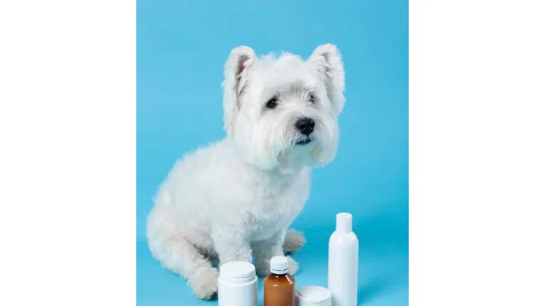 Chú chó trắng nhỏ ngồi cạnh các lọ thuốc và chai dung dịch trên nền xanh
