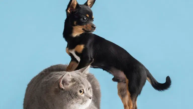 Chó Chihuahua đen đứng tựa lên lưng một bé mèo Anh lông ngắn màu xám
