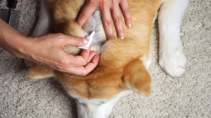 Người nhỏ thuốc trị ve từ ống pipet lên vùng gáy của một chú chó Corgi nằm trên thảm