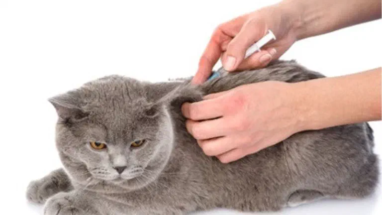 Nhân viên thú y đeo găng trắng giữ một bé mèo con và tiêm vắc xin dưới da vai