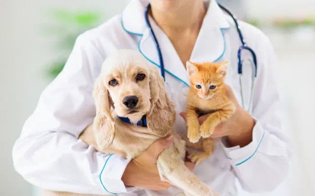 Triệt sản mèo là gì? Lưu ý quan trọng dành cho con sen, cập nhật 2026